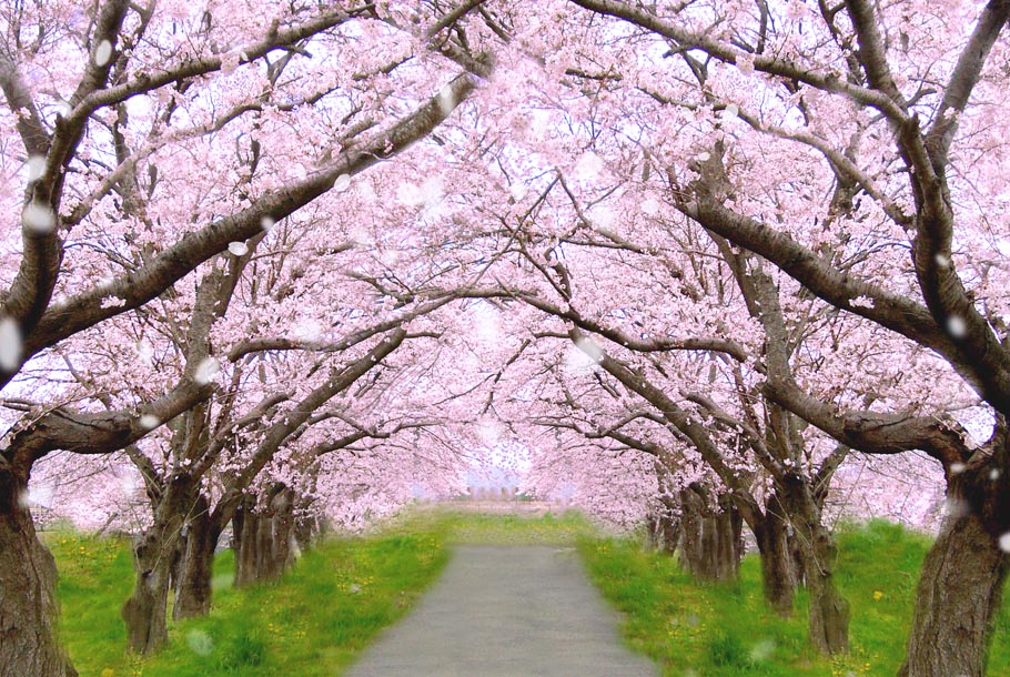 日本の道100選から抜擢！ 満開の桜が咲き乱れるオススメの花見街道。｜IKITOKI